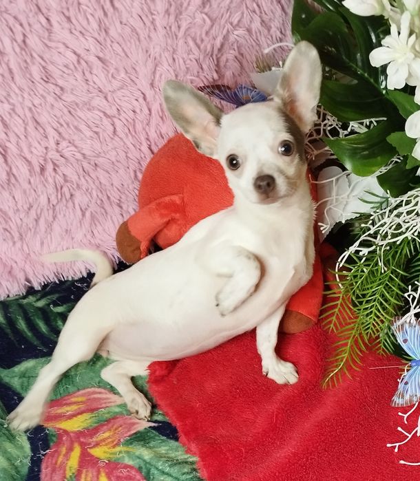 Chihuahua miniaturowa suczka