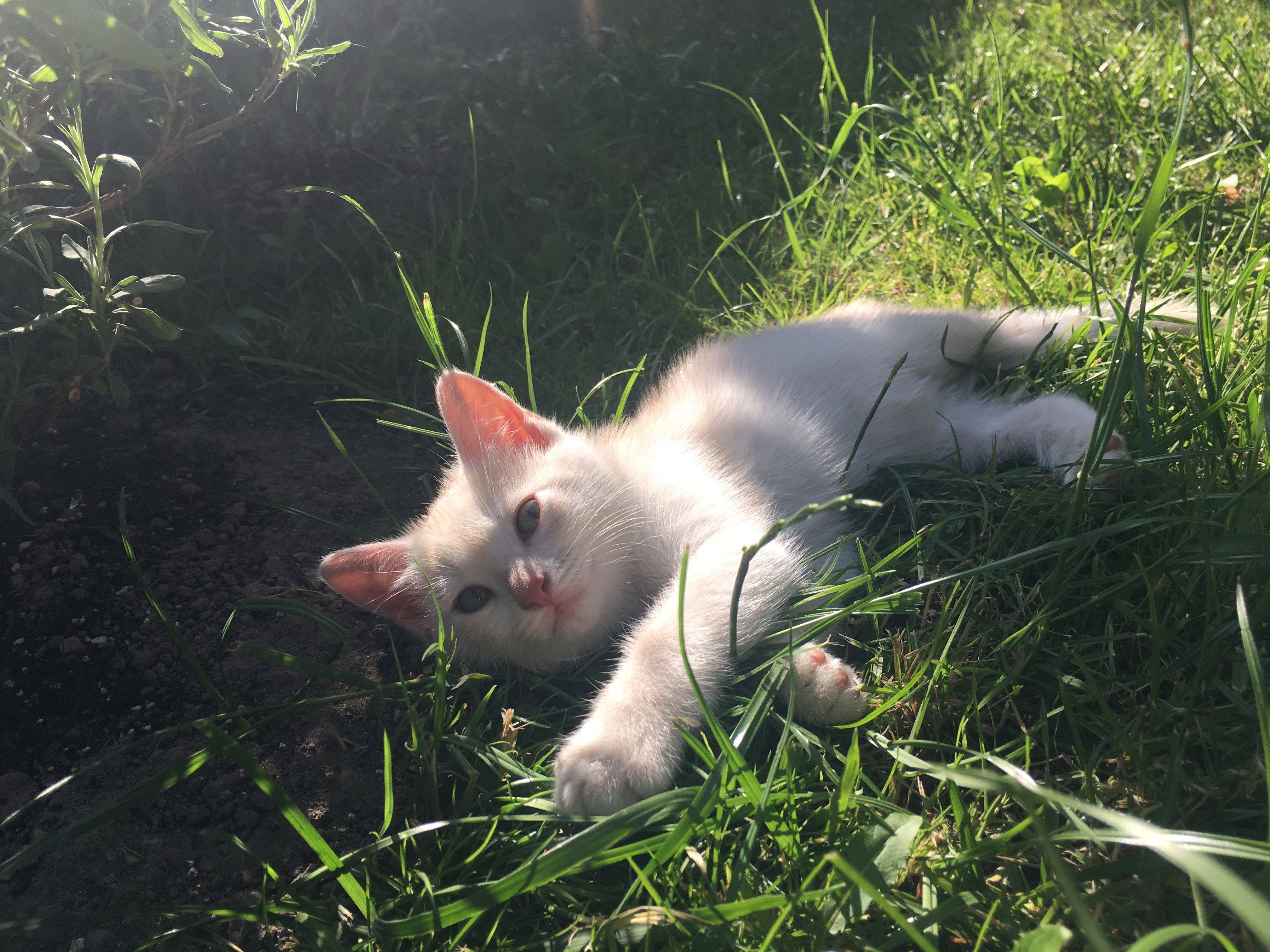Золотий котик - хлопчик