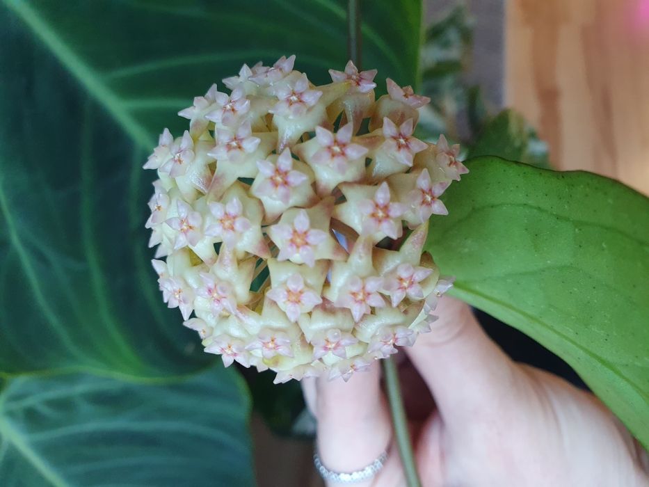 Hoya Michelle cięte węzły