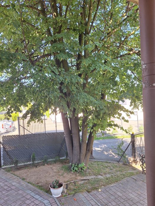 Drewno lipa i klon jesionowaty