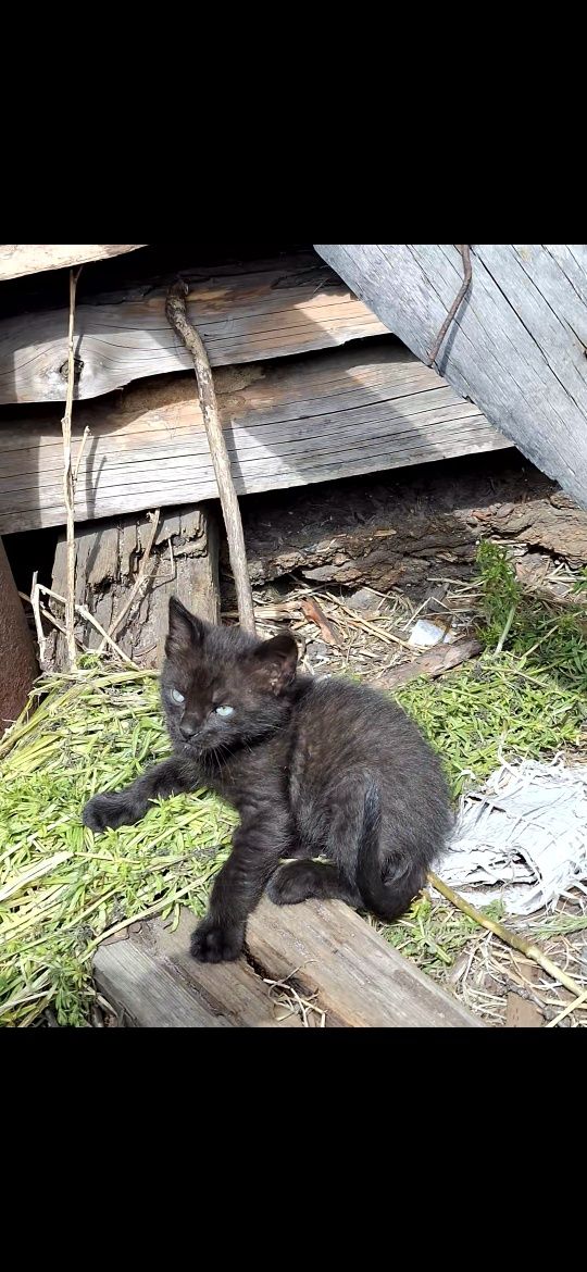 Котята бесплатно