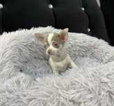 Chihuahua biało liliowa sunia krótkowłosa