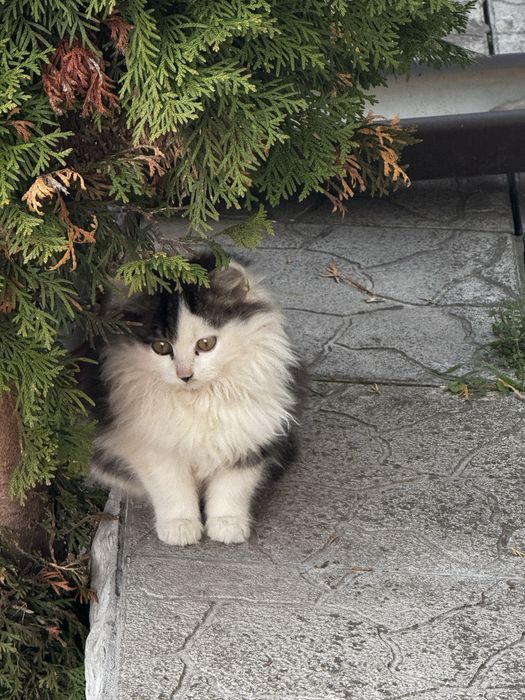 Відам котеня  безкоштовно