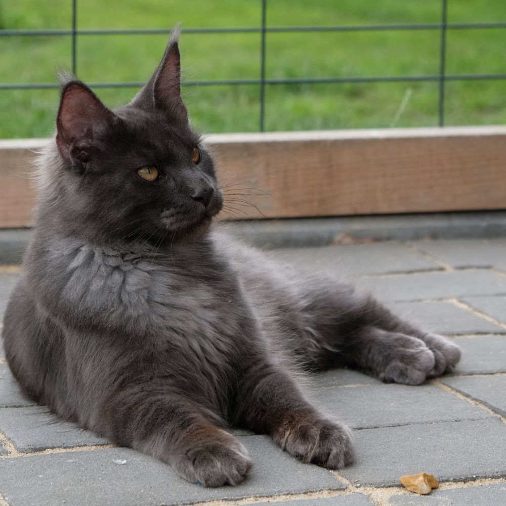 Maine coon kocur niebieski dymny fpl gotowy do odbioru