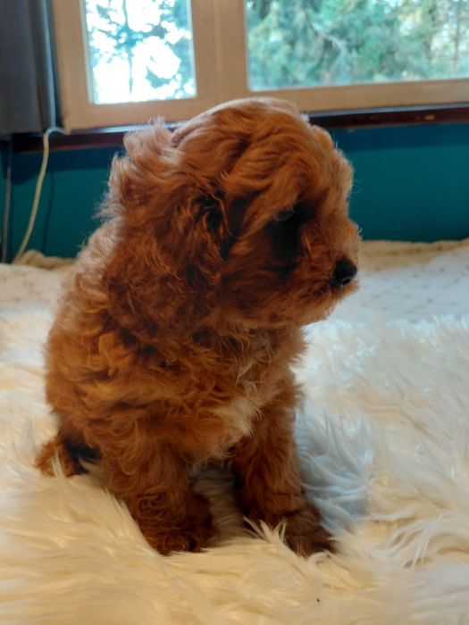 Cavapoo - piesek red