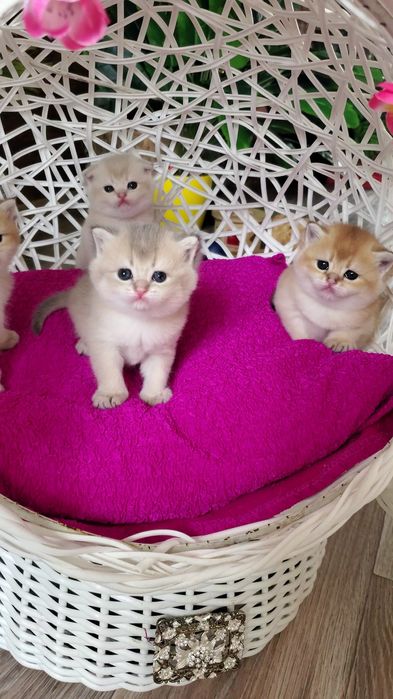 Нежненькие и ручные малыши золотая шиншилла