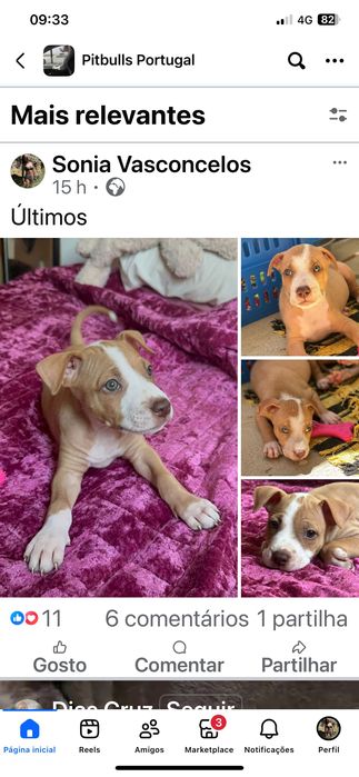 Bebés pit bull com três messes para adopção