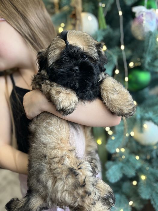 Чудові дівчатка Ши-тцу