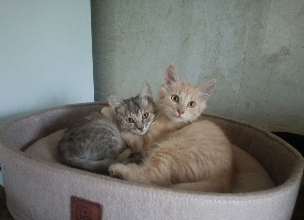 Чудові домашні котенята, котята