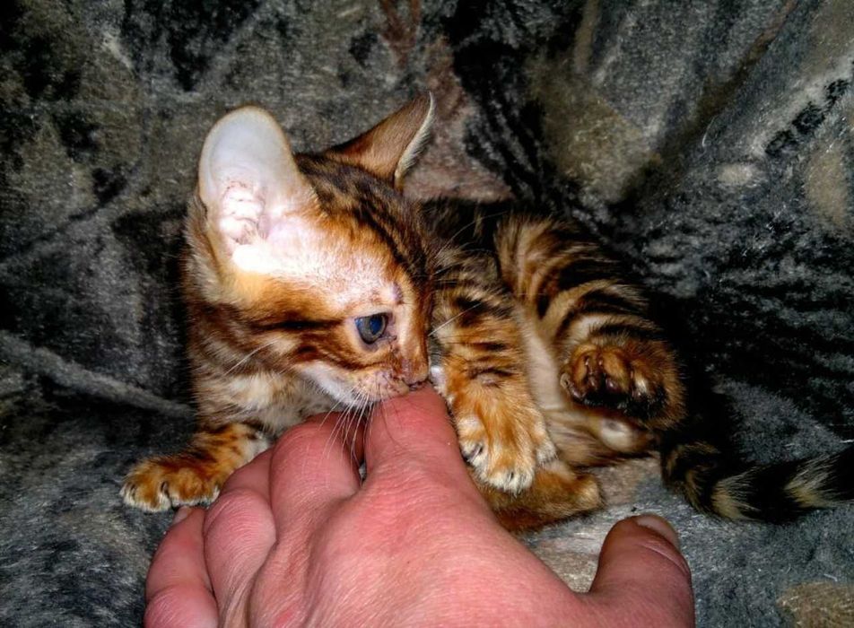 Торг є! Бенгальський хлопчик в золотому BENn24