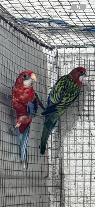 Roselas Eximius 2025