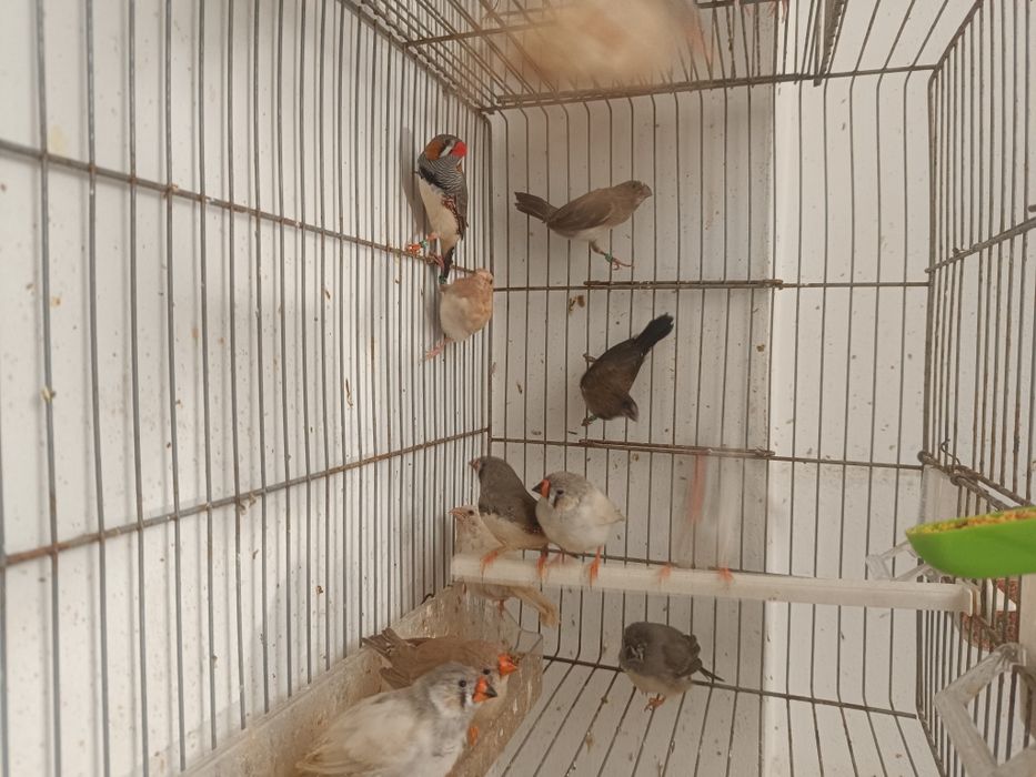 Mandarins para ceder