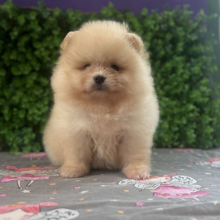 лялькова дівчинка тип ведмедика.