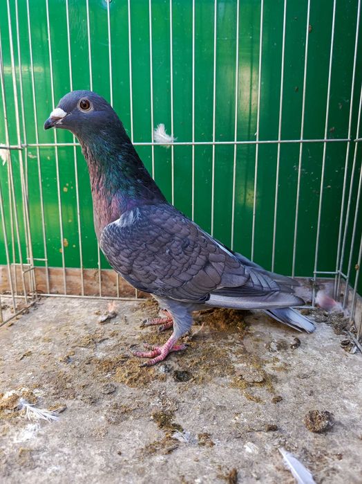 Pocztowe Rubella sooty indigo