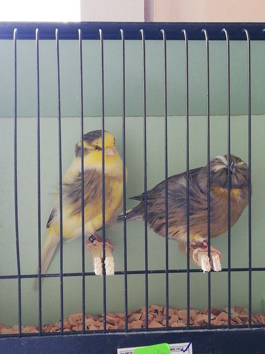 Kanarki Gloster para