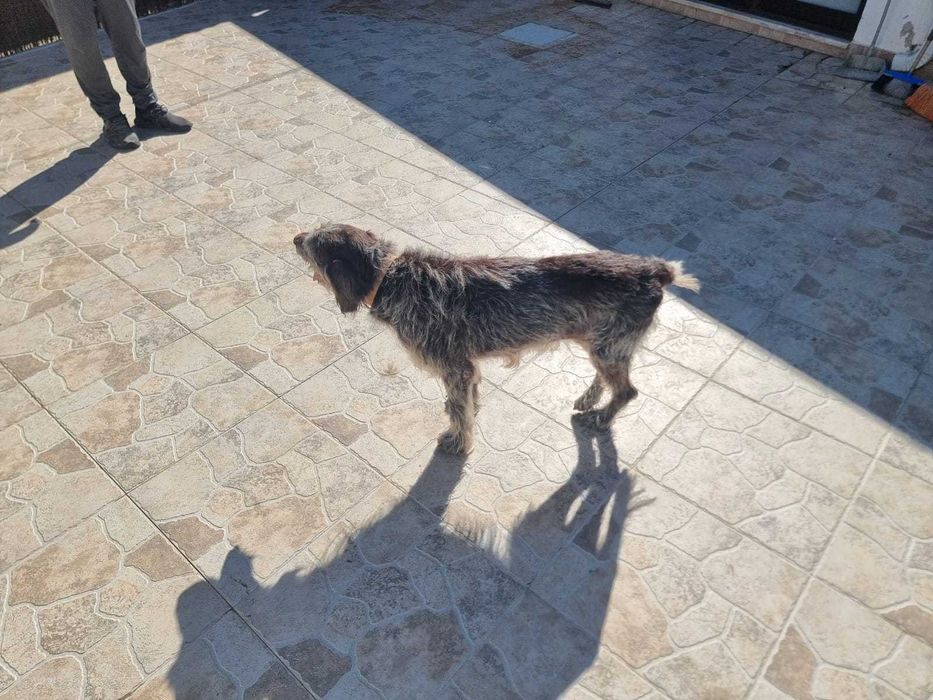 Cadela Braco Alemão – 2013 – Muito Meiga e Tranquila