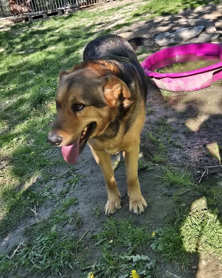 Do adopcji  Nero