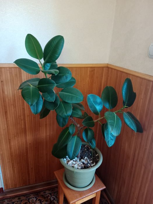 Продам Фікус, 1м висота