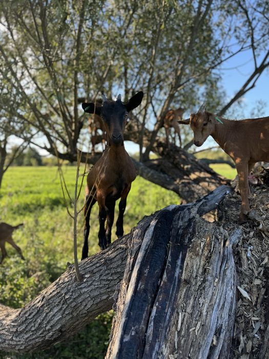 Кози Альпійськоі породи