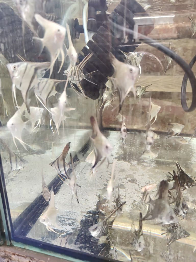 Skalary mix kolorów różne odmiany tylko 7 zł