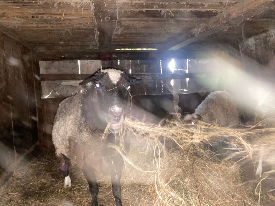 Продам троє овець