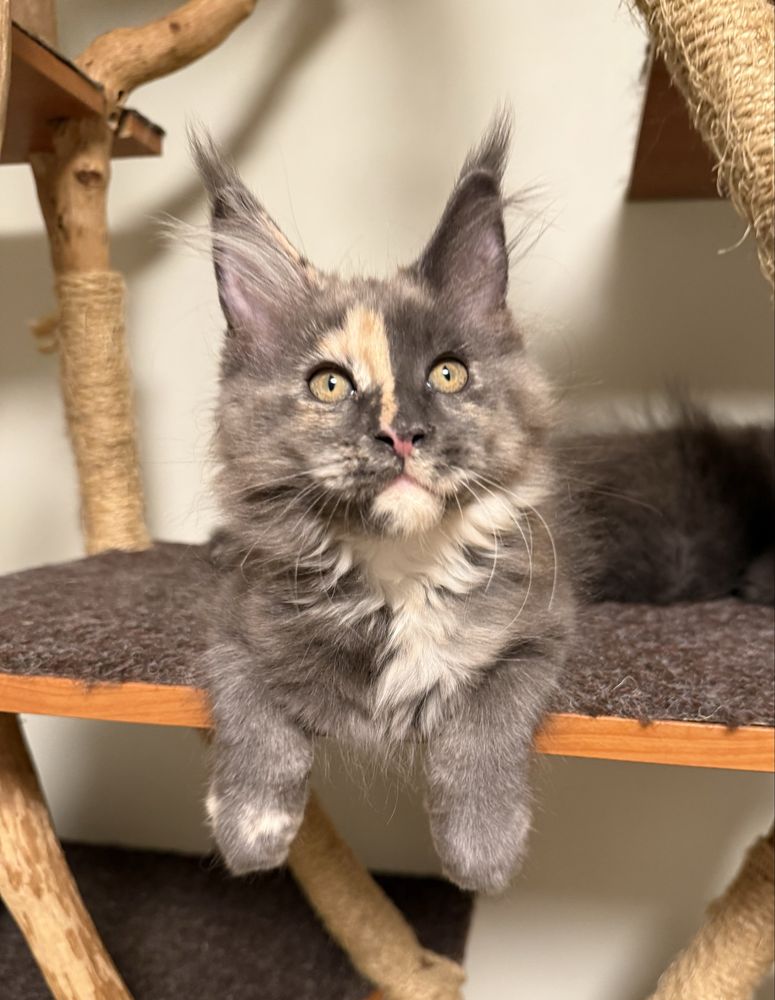 Gatinha Maine Coon com LOP