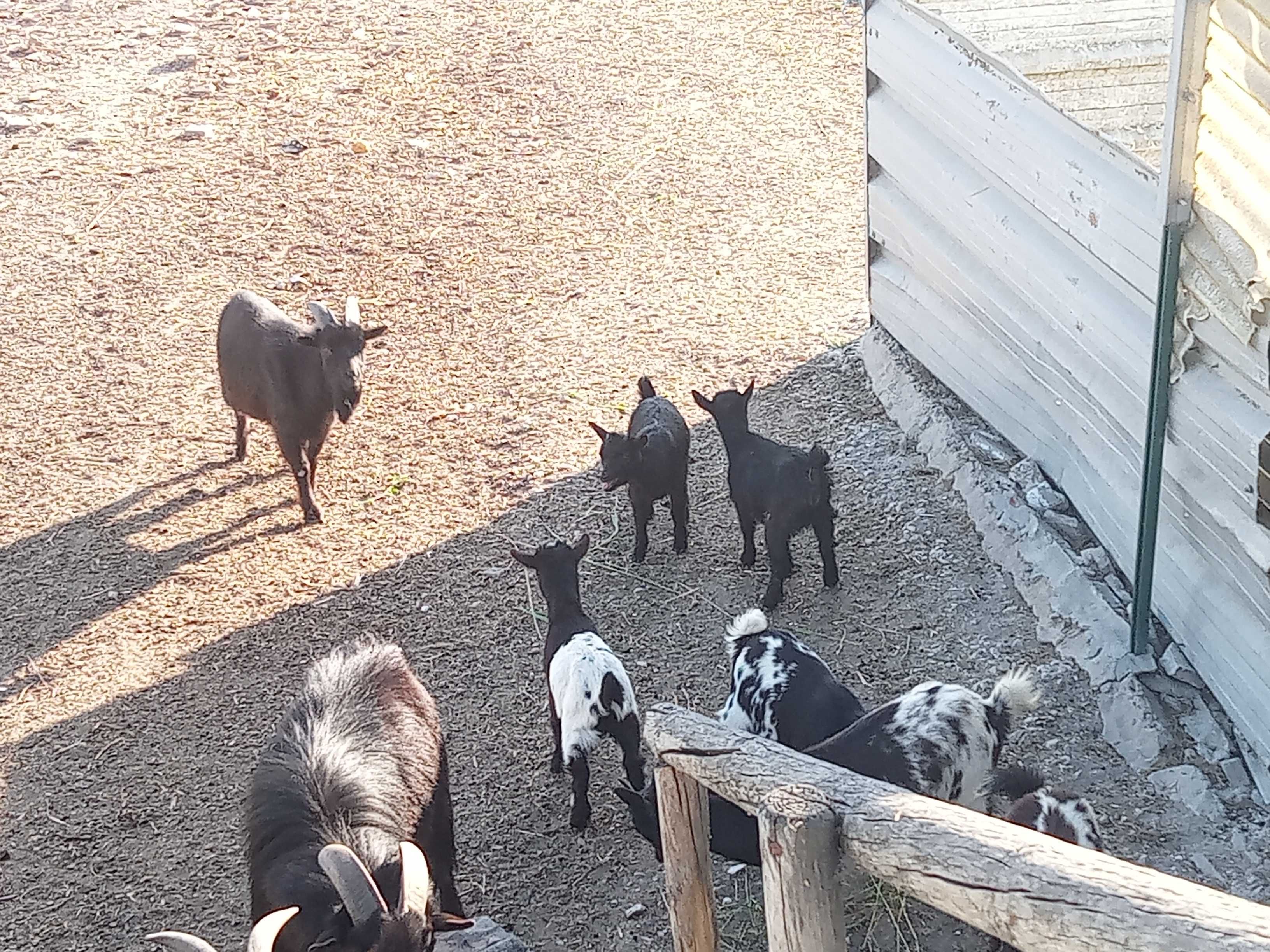 Cabras anãs machos e fêmeas