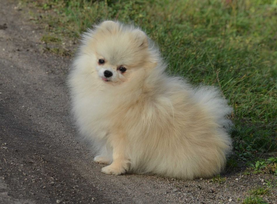 Взрослая крошка не для разведения.