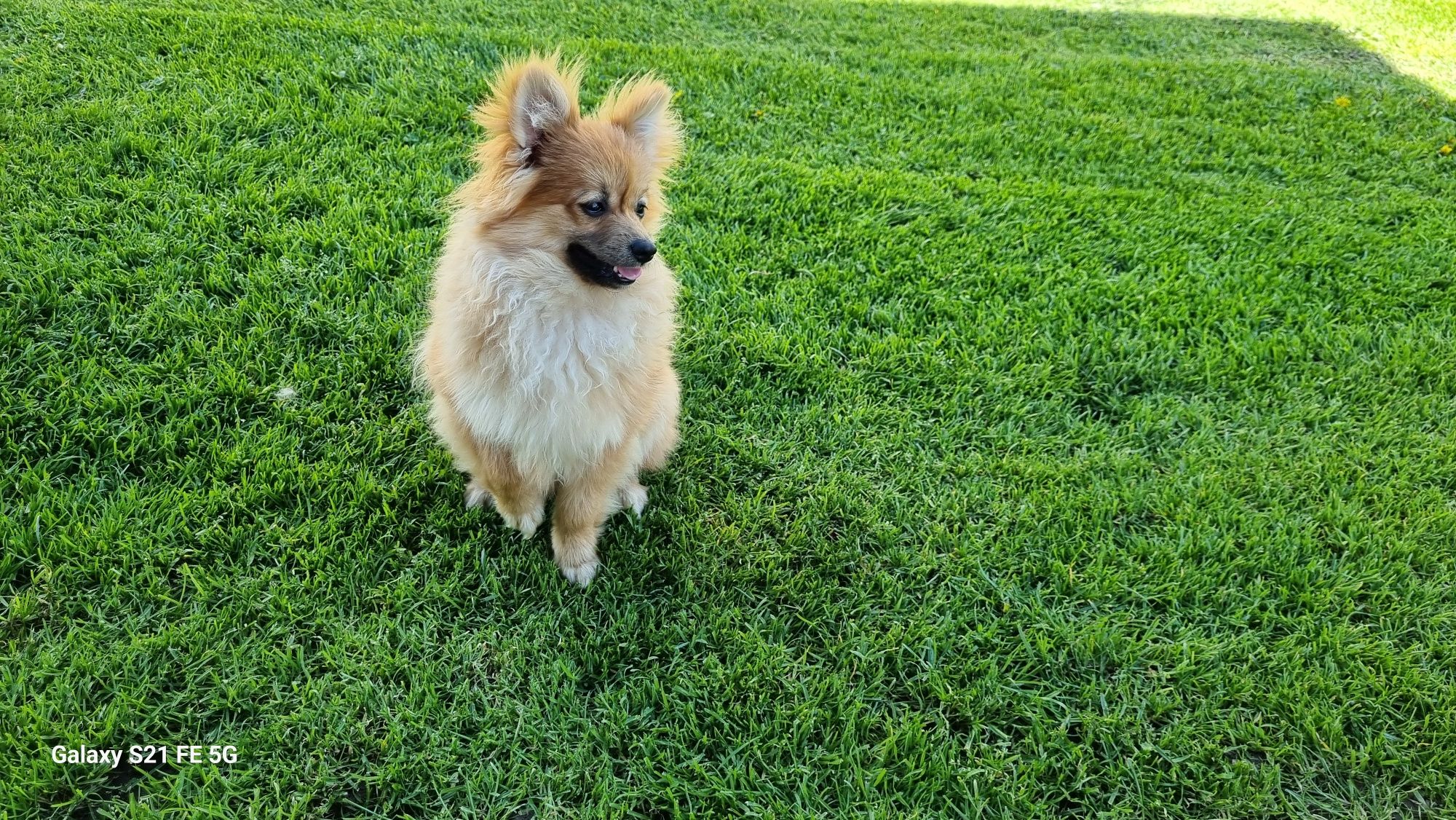 Piękny piesek szpic miniaturowy pomeranian?