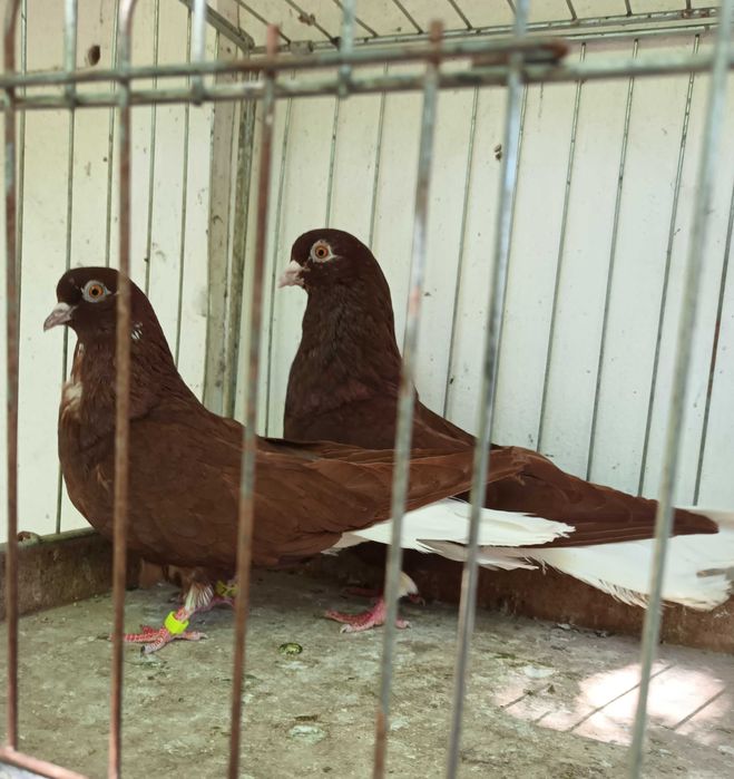 gołebie Mikołajewskie