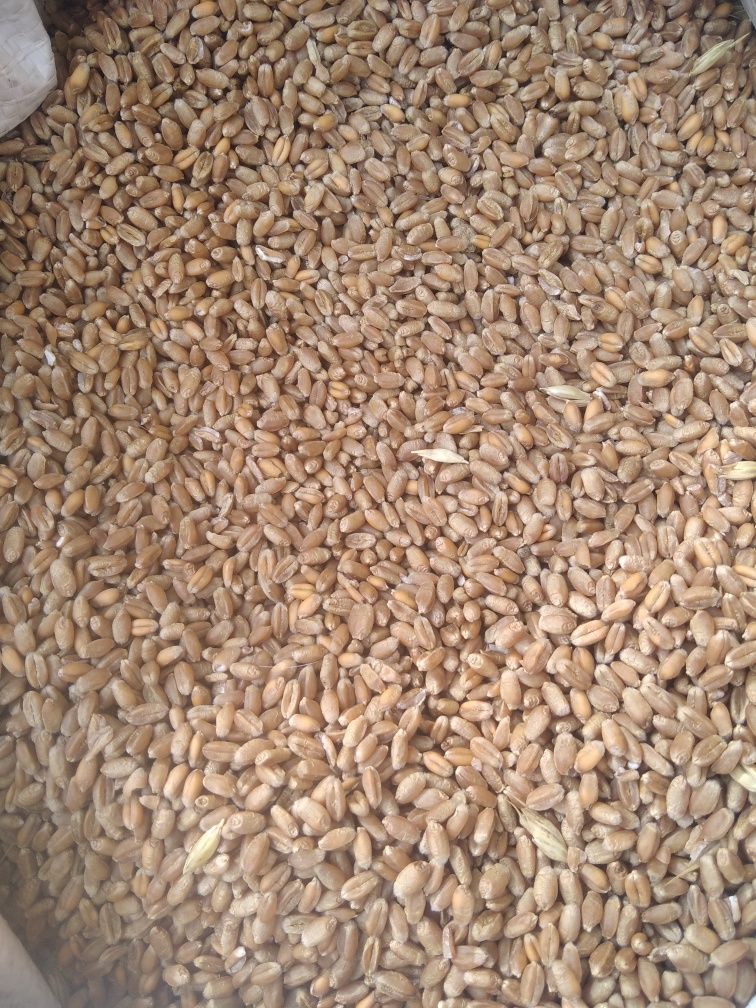 Продам пшеницю, урожай 2023р.