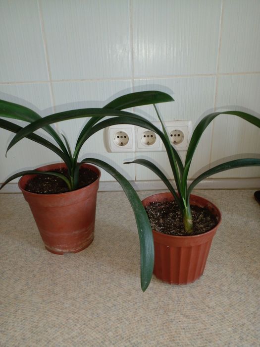 Кливия - красивый, но неприхотливый цветок.