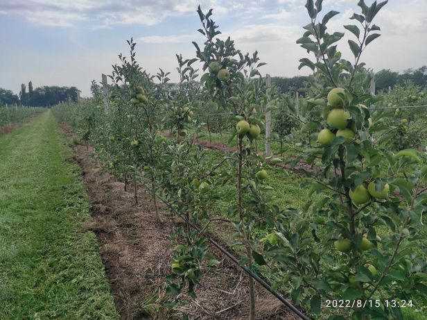 Продаємо яблука із саду на переробку або для продажу (сезон 2022 р.)