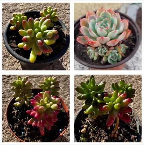 Suculentas em vaso 10,5 cm - 1 €