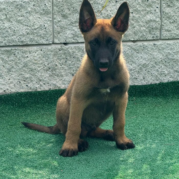 Owczarek belgijski malinois