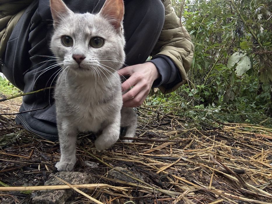 Котенятко 4-5 місяців дівчинка