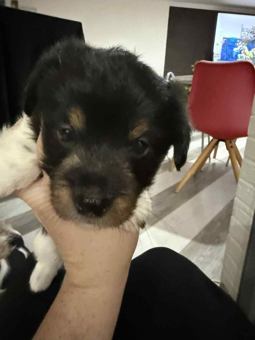 Dwa szczeniaczki szukają domku .