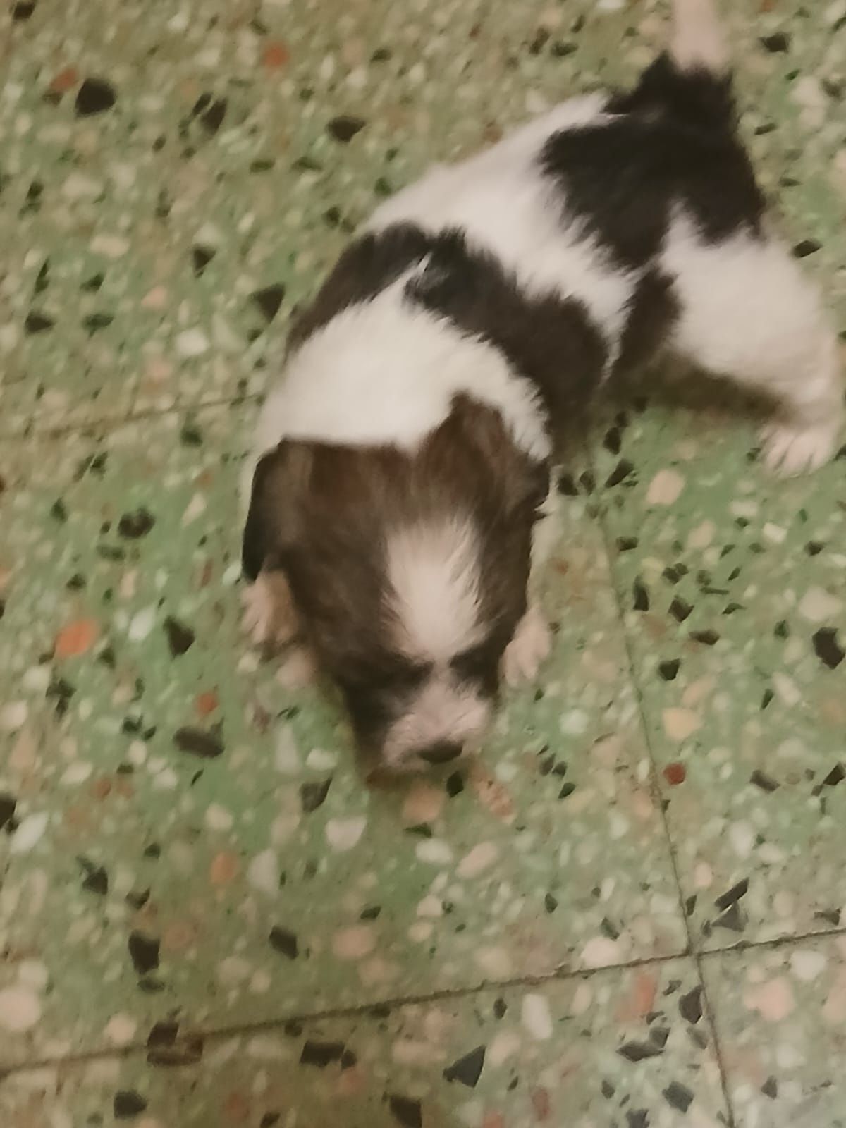Dasse cadela com 3 semanas