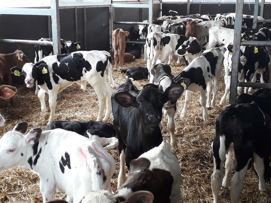 Cielęta byczki jałówki mięsne , mleczne