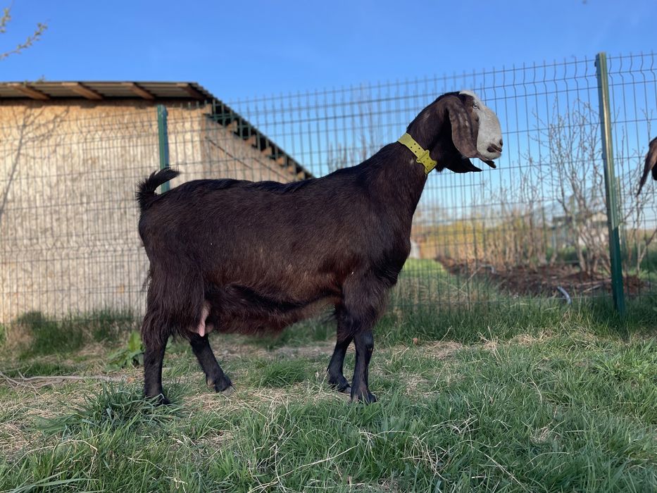 В продажі кози й козлики Дамаська Шамі Дамасская Шами