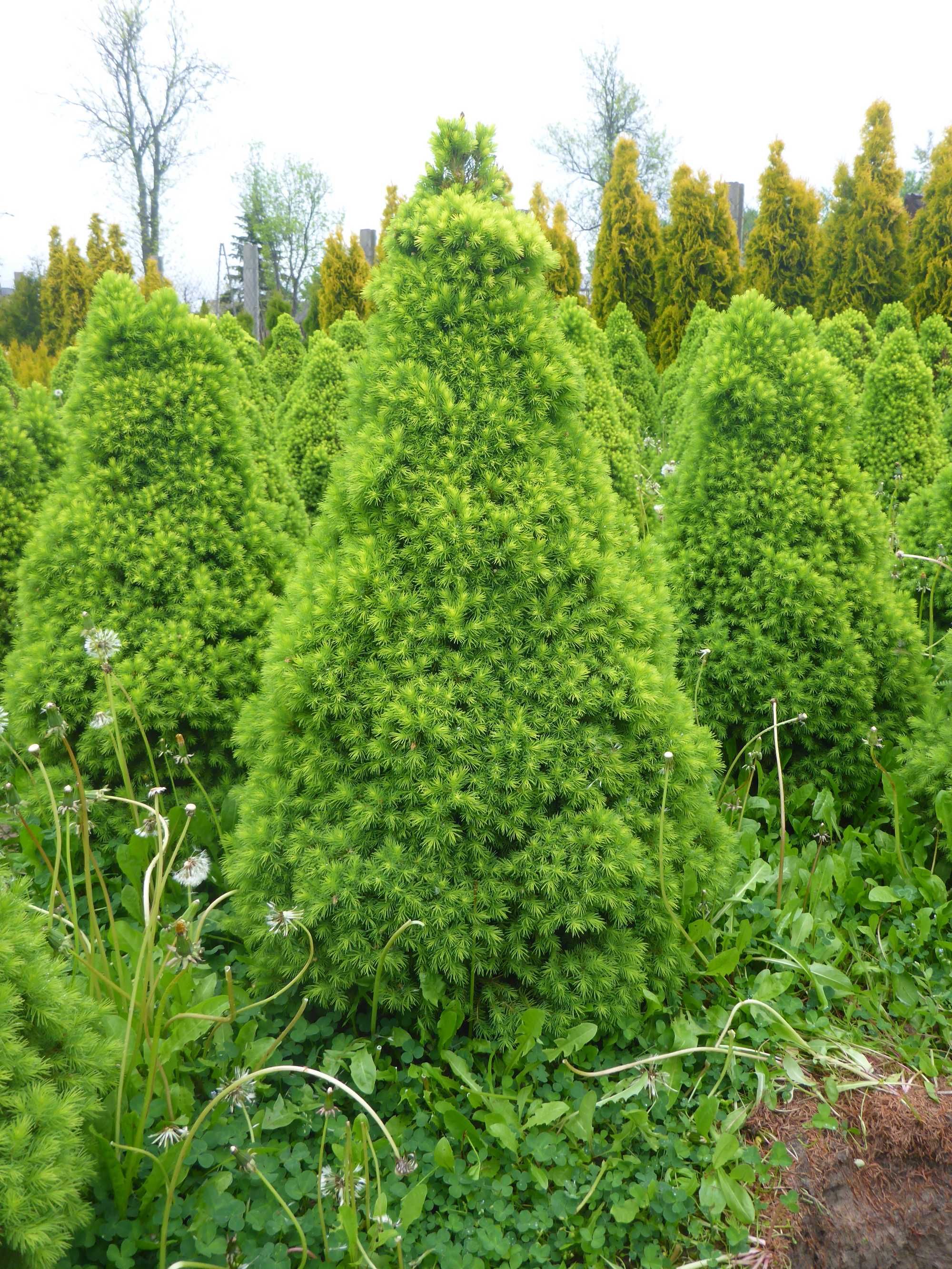 XXL _ CONICA świerk biały PICEA GLAUCA _ 100cm _ 90cm daisy's white