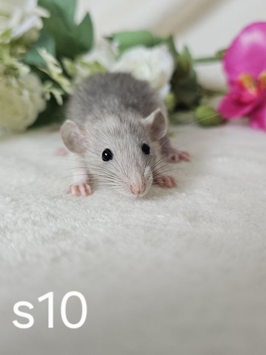 Szczur szczury szczurki