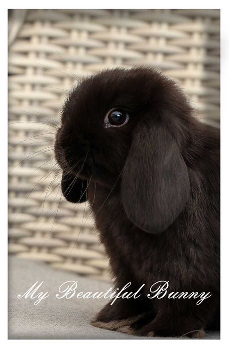 Piękny Króliczek 100% Mini Lop - Black