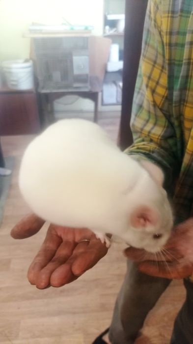 Гризунчики- пухнастики