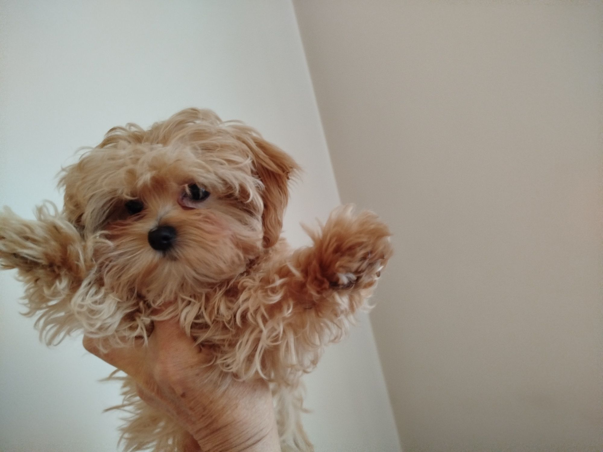 Urocza sunia maltipoo