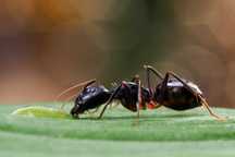 Egzotyczne kolonii mrówek Camponotus Messor Pheidole