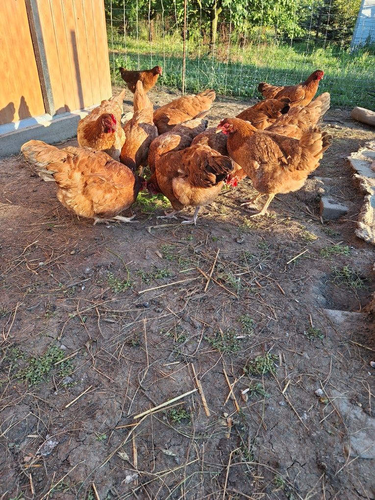 Jaja legowe zielononóżki, leghorn,dominant blue,rosa,sussex,karmazyn,