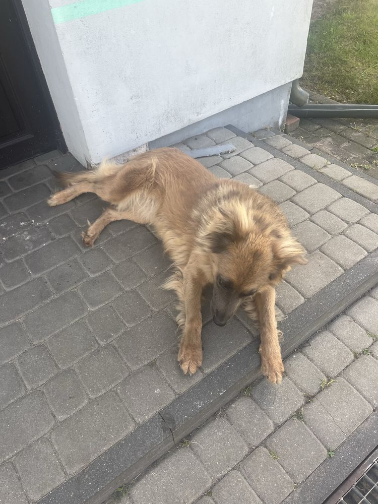 Oddam suczke typu owczarek w dobre ręce