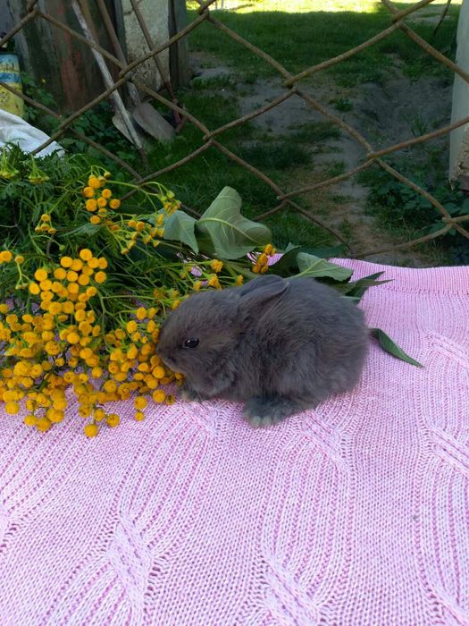 Кролики Декоративні Карликові Висловухі