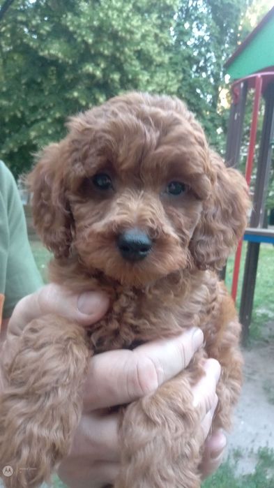 Пуделек малыш...